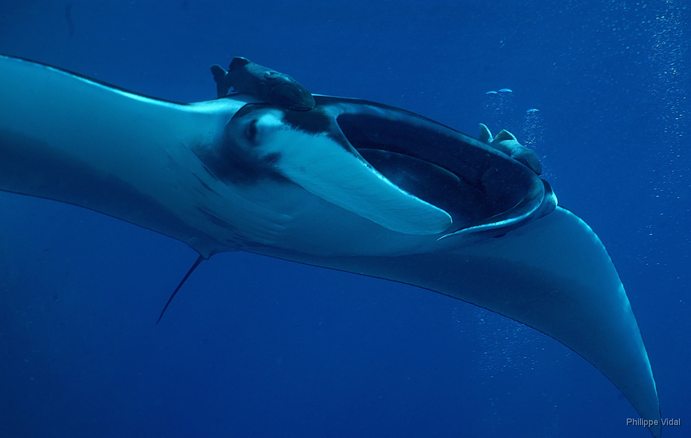 Birmanie - Mergui - 2018 - DSC02874_f - Oceanic Manta Ray - Raie Manta Oceanique - Manta Biostris.jpg